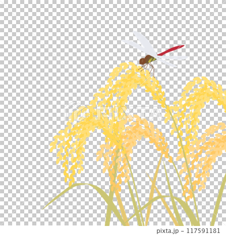 稻穗與紅蜻蜓圖解 稻穗與紅蜻蜓圖解 117591181