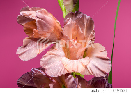 Blooming gladiolus chocolate on a pink background 117591521
