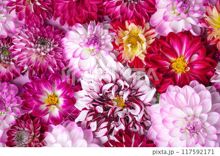 Colorful autumn flower background of flowers dahlias. Floral Greeting card. Nature trendy decorative design. Nature concept. Flat lay. Colorful autumn flower background of flowers dahlias. Floral Greeting card. Nature trendy decorative design. Nature concept. Flat lay. 117592171