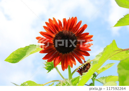 ひまわり畑／栃木県益子町 117592264