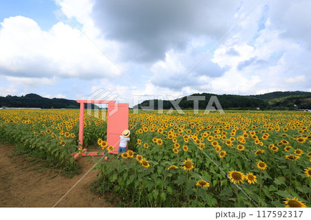 ひまわり祭り／栃木県益子町 117592317