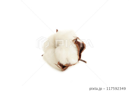 Cotton plant flower isolated on white background 117592349