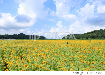 ひまわり祭り/栃木県益子町 ひまわり祭り/栃木県益子町 117592383