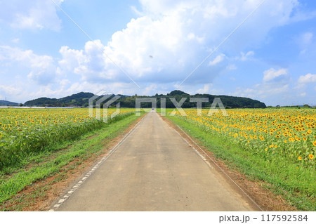 ひまわり畑/栃木県益子町 ひまわり畑/栃木県益子町 117592584