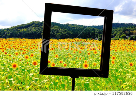 ひまわり祭り／栃木県益子町 117592656