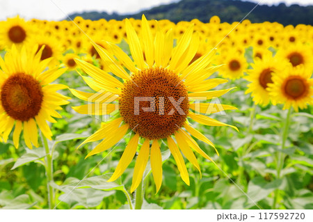 ひまわり祭り／栃木県益子町 117592720