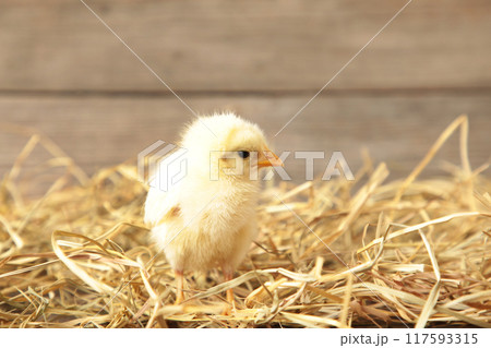 Chick in a basket on grey wooden background 117593315