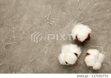 Beautiful white cotton flowers on grey background with copy space Beautiful white cotton flowers on grey background with copy space 117593732