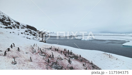 Fly over penguins colony nesting rocky ocean coast. Big group of birds stand snow-covered slope on Antarctic glacier. Explore wildlife in Antarctica. Wild species exploration. Aerial drone flight Fly over penguins colony nesting rocky ocean coast. Big group of birds stand snow-covered slope on Antarctic glacier. Explore wildlife in Antarctica. Wild species exploration. Aerial drone flight 117594375