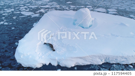 Antarctic wild animals - seal resting on ice floe. Aerial flight over snow covered iceberg drifting cold polar ocean. Explore wildlife rare species in Antarctic Peninsula. Beauty wild untouched nature 117594405