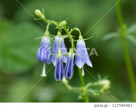美しい青紫のツリガネニンジンの花が初秋に咲く 117594461