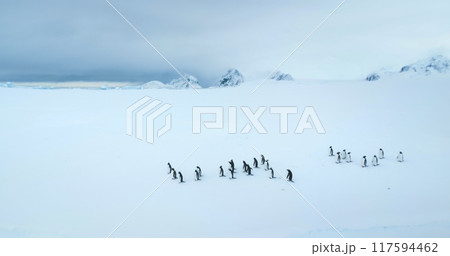 Gentoo penguins relax on snow covered hill edge in Antarctica coastline. Wildlife conservation on South Pole. Polar cold ocean mountain range in background. Sea birds colony. Explore wildlife nature 117594462