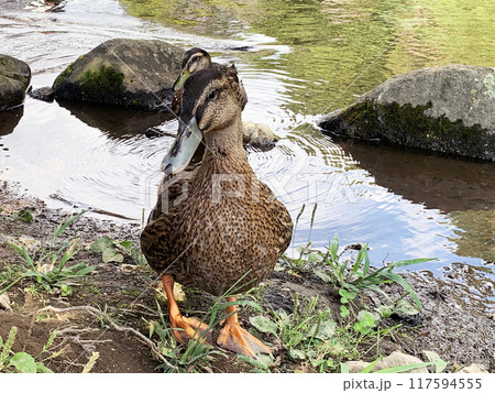 水辺を歩くカモ 水辺を歩くカモ 117594555