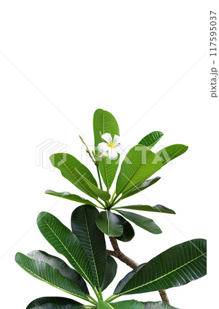 a flowering frangipani tree with a beautiful white flower a flowering frangipani tree with a beautiful white flower 117595037