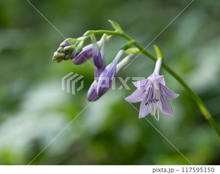 薄紫のコバギボウシの花 117595150