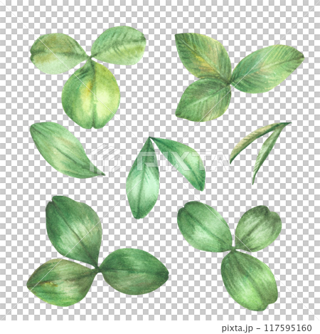 Clover green leaves watercolor set. Botanical hand drawn realistic illustration. Wildflowers leaf kit, floral good luck, St Patrick's Day symbol in realistic style. Clipart Isolated from background Clover green leaves watercolor set. Botanical hand drawn realistic illustration. Wildflowers leaf kit, floral good luck, St Patrick's Day symbol in realistic style. Clipart Isolated from background 117595160