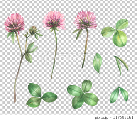 Clover flowers, leaves and buds watercolor set. Botanical hand drawn illustration. Pink field wildflowers for spring, summer floral design in realistic style. Meadow clipart Isolated from background  117595161