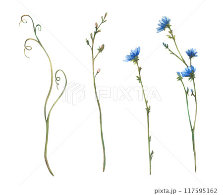 Wildflower set Field plant with blue flowers and buds, meadow blade of grass, green creeper. Cornflower or chicory Watercolor hand drawn illustration. Botanical floral clipart Isolated from background 117595162