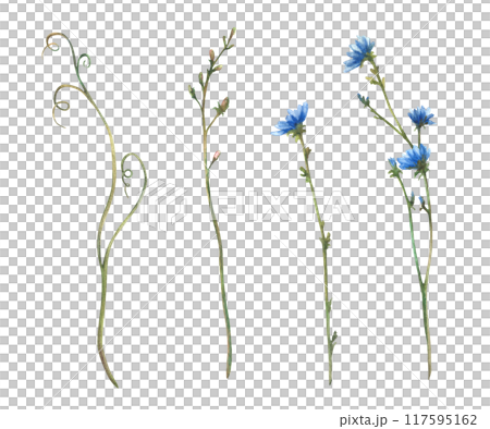 Wildflower set Field plant with blue flowers and buds, meadow blade of grass, green creeper. Cornflower or chicory Watercolor hand drawn illustration. Botanical floral clipart Isolated from background 117595162