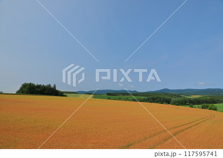 美瑛パッチワークの路の広大な黄金色の麦畑の景色 117595741