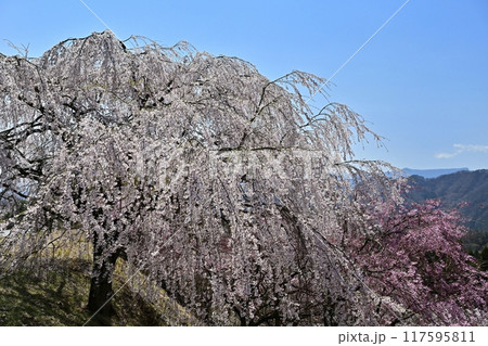 妙義山さくらの里に咲くしだれ桜と遠くに荒船山を望む 117595811