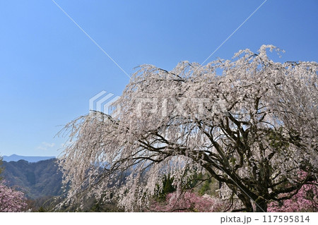 妙義山さくらの里に咲くしだれ桜と遠くに荒船山を望む 妙義山さくらの里に咲くしだれ桜と遠くに荒船山を望む 117595814