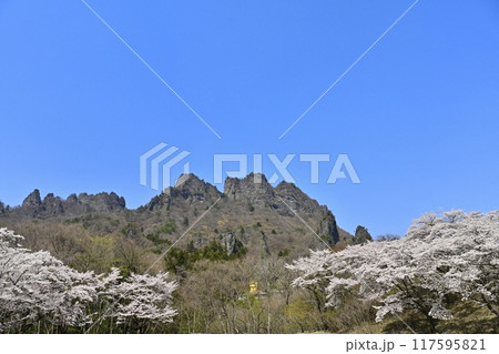 妙義山さくらの里に咲く桜と妙義山（金洞山・星穴岳） 117595821