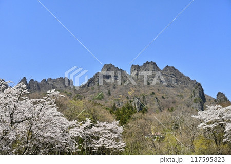 妙義山さくらの里に咲く桜と妙義山（金洞山） 117595823