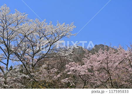 妙義山さくらの里に咲くカンヒザクラに妙義山(金洞山) 妙義山さくらの里に咲くカンヒザクラに妙義山(金洞山) 117595833