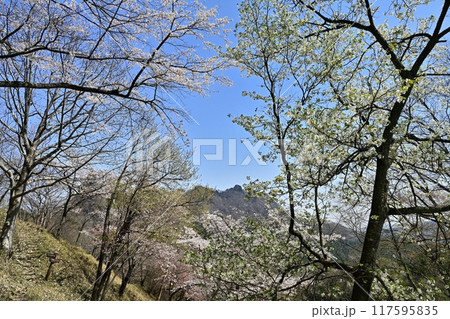 妙義山さくらの里に咲く桜と妙義山（金鶏山） 117595835