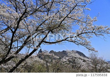 妙義山さくらの里に咲く桜と妙義山（金鶏山） 117595838