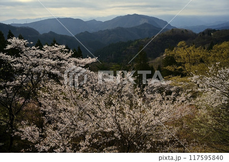 妙義山さくらの里に咲く桜 妙義山さくらの里に咲く桜 117595840