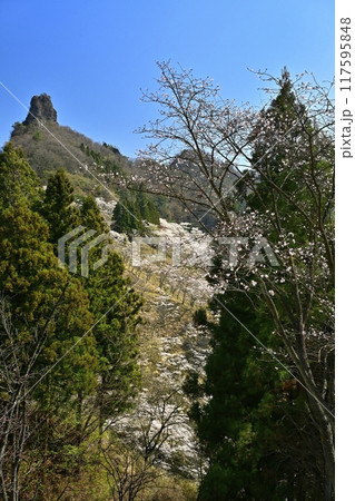 妙義山さくらの里に咲く桜と妙義山(金鶏山) 妙義山さくらの里に咲く桜と妙義山(金鶏山) 117595848