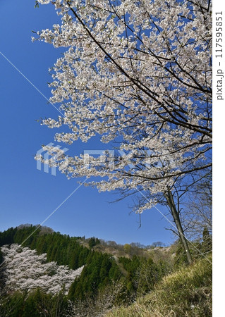 妙義山さくらの里に咲く桜 117595851
