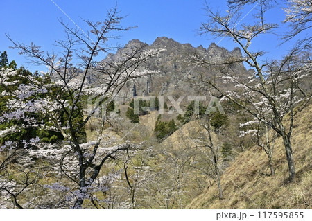 妙義山さくらの里に咲く桜と妙義山(金洞山) 妙義山さくらの里に咲く桜と妙義山(金洞山) 117595855