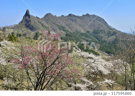 妙義山さくらの里に咲く桜と妙義山(金鶏山) 妙義山さくらの里に咲く桜と妙義山(金鶏山) 117595860