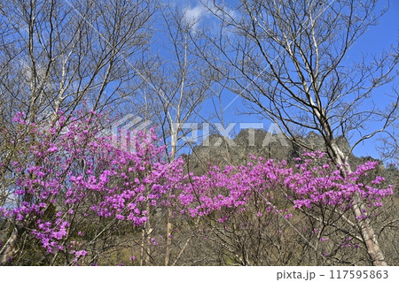 妙義山さくらの里に咲くミツバツツジと妙義山(金洞山) 妙義山さくらの里に咲くミツバツツジと妙義山(金洞山) 117595863