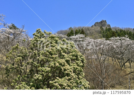 妙義山さくらの里に咲くアセビと桜に妙義山（金鶏山） 117595870