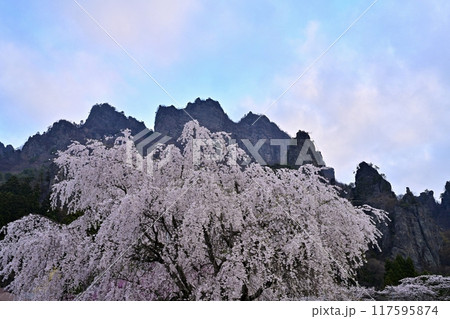 妙義山さくらの里に咲くしだれ桜と妙義山(金洞山) 妙義山さくらの里に咲くしだれ桜と妙義山(金洞山) 117595874
