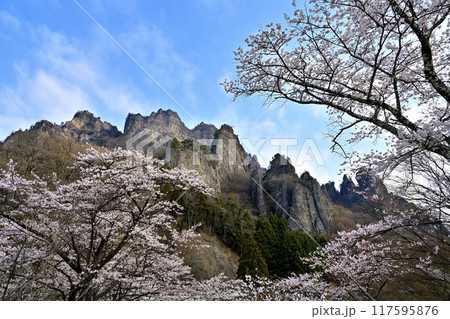妙義山さくらの里に咲く桜と妙義山（金洞山） 117595876