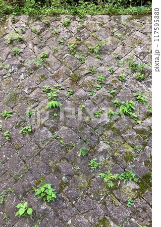 古い石積みの擁壁にまばらに生える草 古い石積みの擁壁にまばらに生える草 117595880