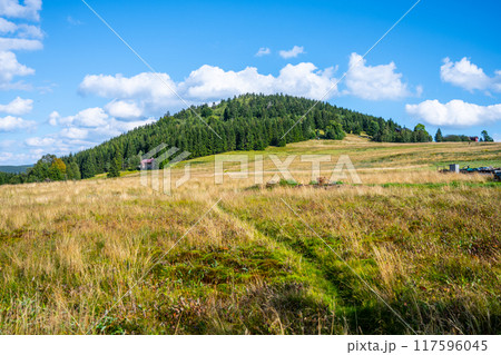 A lush landscape at Bukovec Mountain, showcasing tall grass and coniferous trees under a bright blue sky with fluffy clouds. 117596045