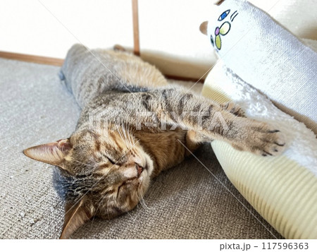 【保護猫】暑い日に和室で寝転んで可愛いしぐさをする4歳のキジトラ猫 117596363