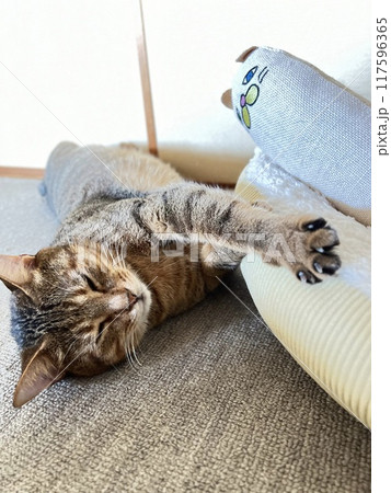 【保護猫】暑い日に和室で寝転んで可愛いしぐさをする4歳のキジトラ猫 117596365
