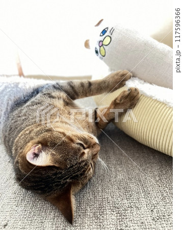 【保護猫】暑い日に和室で寝転んで可愛いしぐさをする4歳のキジトラ猫 117596366