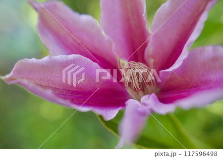 咲き始め、クレマチス「ドクターラッペル」。花言葉は「精神の美」「旅人の喜び」「甘い束縛」。 咲き始め、クレマチス「ドクターラッペル」。花言葉は「精神の美」「旅人の喜び」「甘い束縛」。 117596498