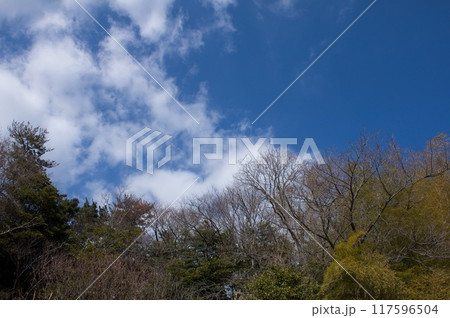 早春の青空 117596504