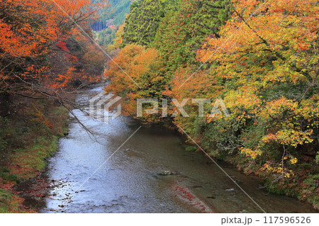 【東京都】秋川渓谷の紅葉(多摩川) 【東京都】秋川渓谷の紅葉(多摩川) 117596526