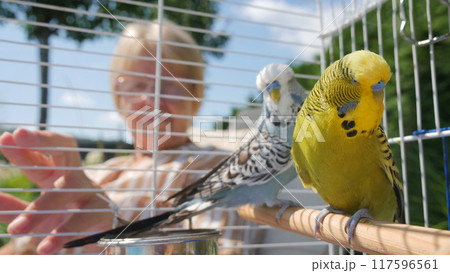 A woman admires her cute Czech budgerigars, showcasing her affection for the pair of colorful parakeets. 117596561