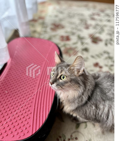 1点を見つめている猫 117596777